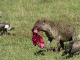 Hyenes - Hyena